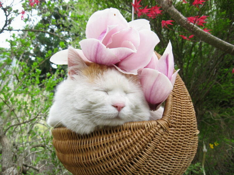 Sleeping Cat in Basket — White