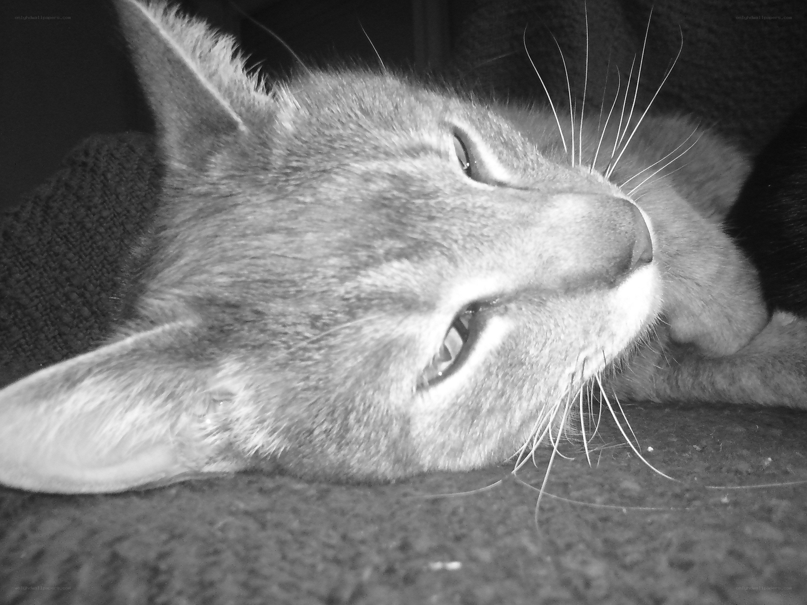 sleeping cat in black and white