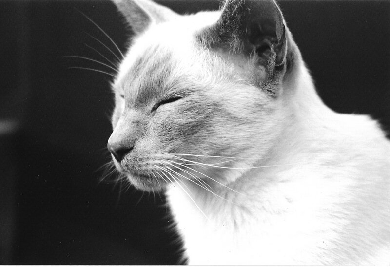 sleeping cat in black and white