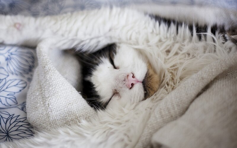 Sleeping cat in blanket