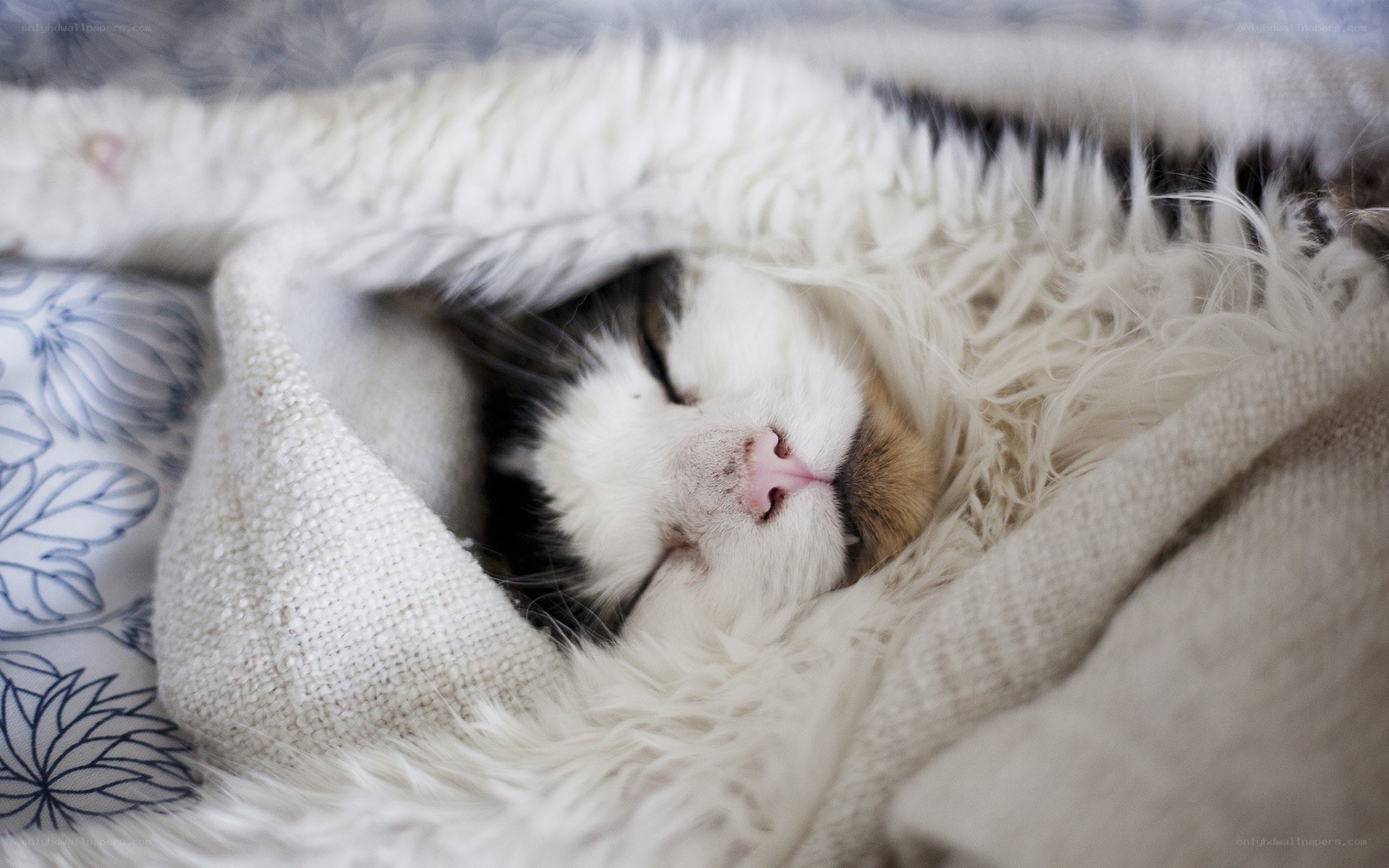 Sleeping cat in blanket