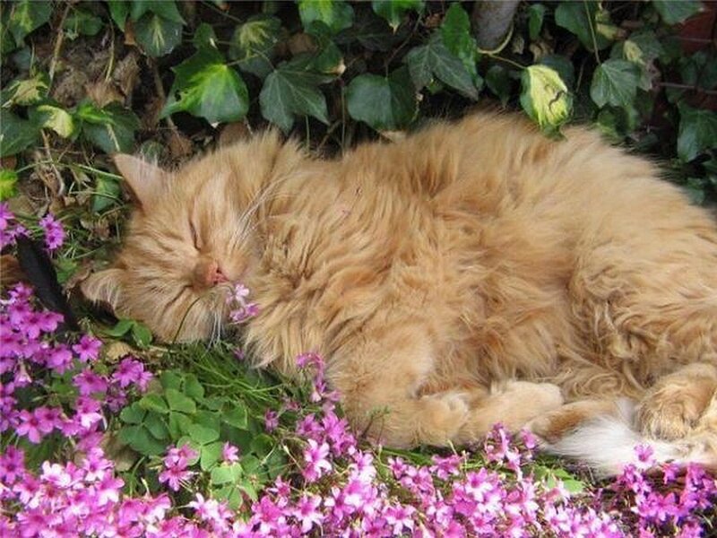 Sleeping cat in flowers