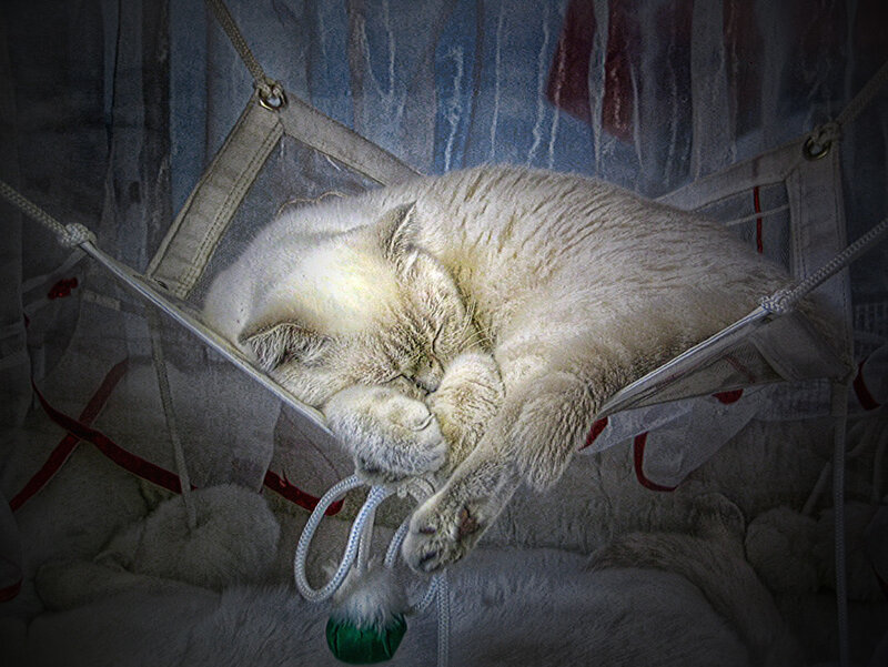 Sleeping Cat in Hammock