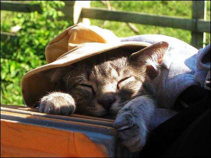 Sleeping Cat in Hat — Brown