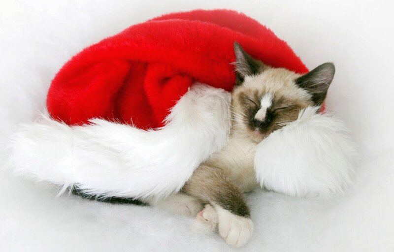 Sleeping Cat in Hat — Red, Peaceful