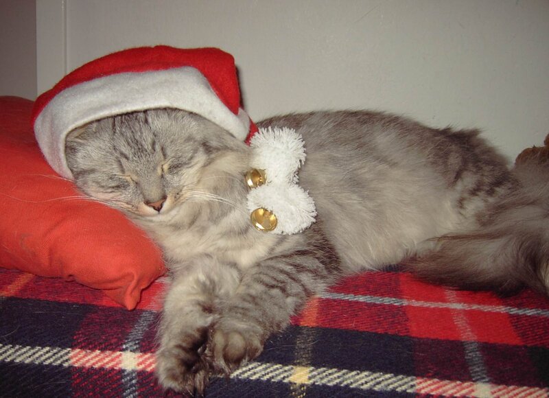 Sleeping Cat in Hat — Red, Peaceful, Winter