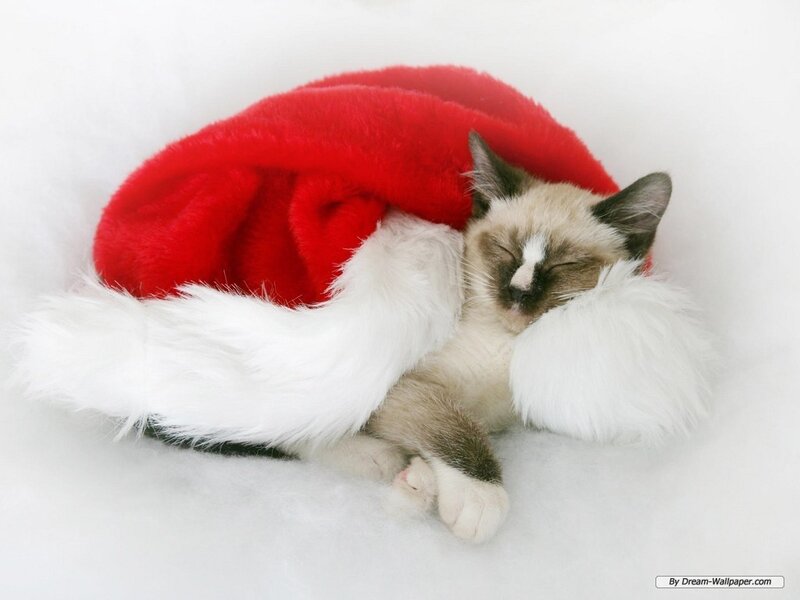Sleeping Cat in Hat