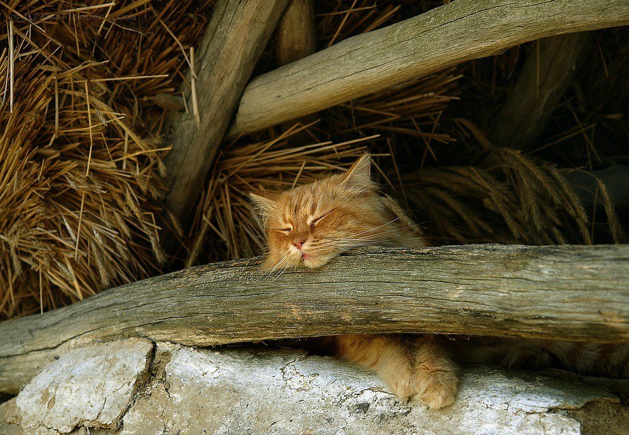 Sleeping cat in hay