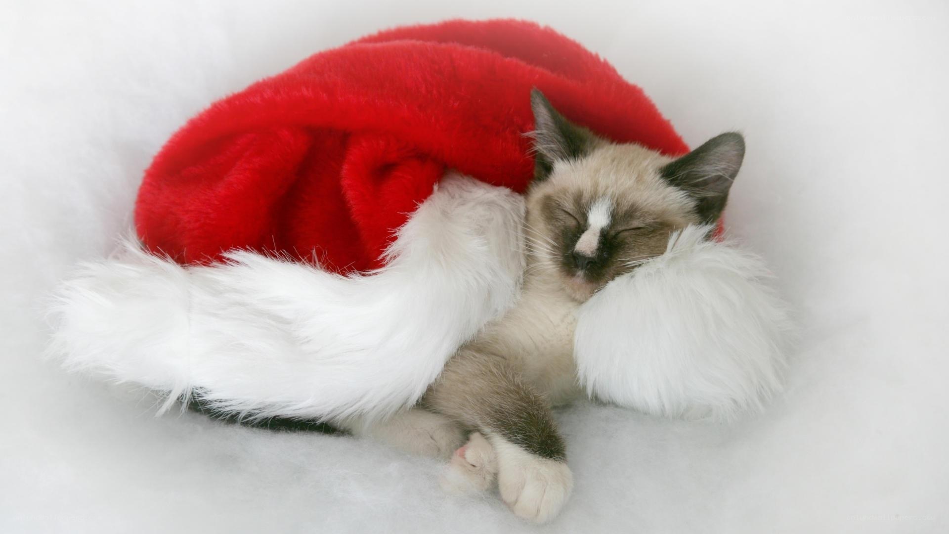 Sleeping cat in Santa hat