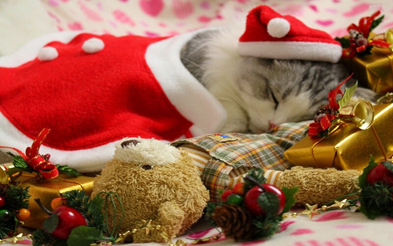 Sleeping Cat in Santa Outfit