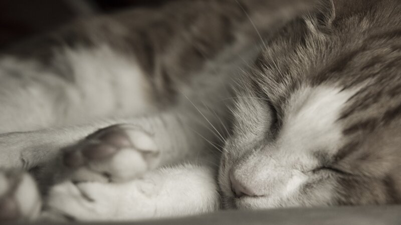 Sleeping cat in sepia