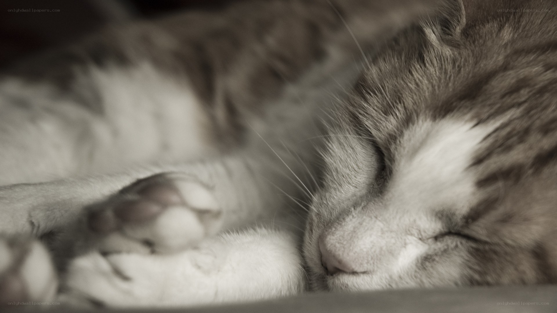 Sleeping cat in sepia
