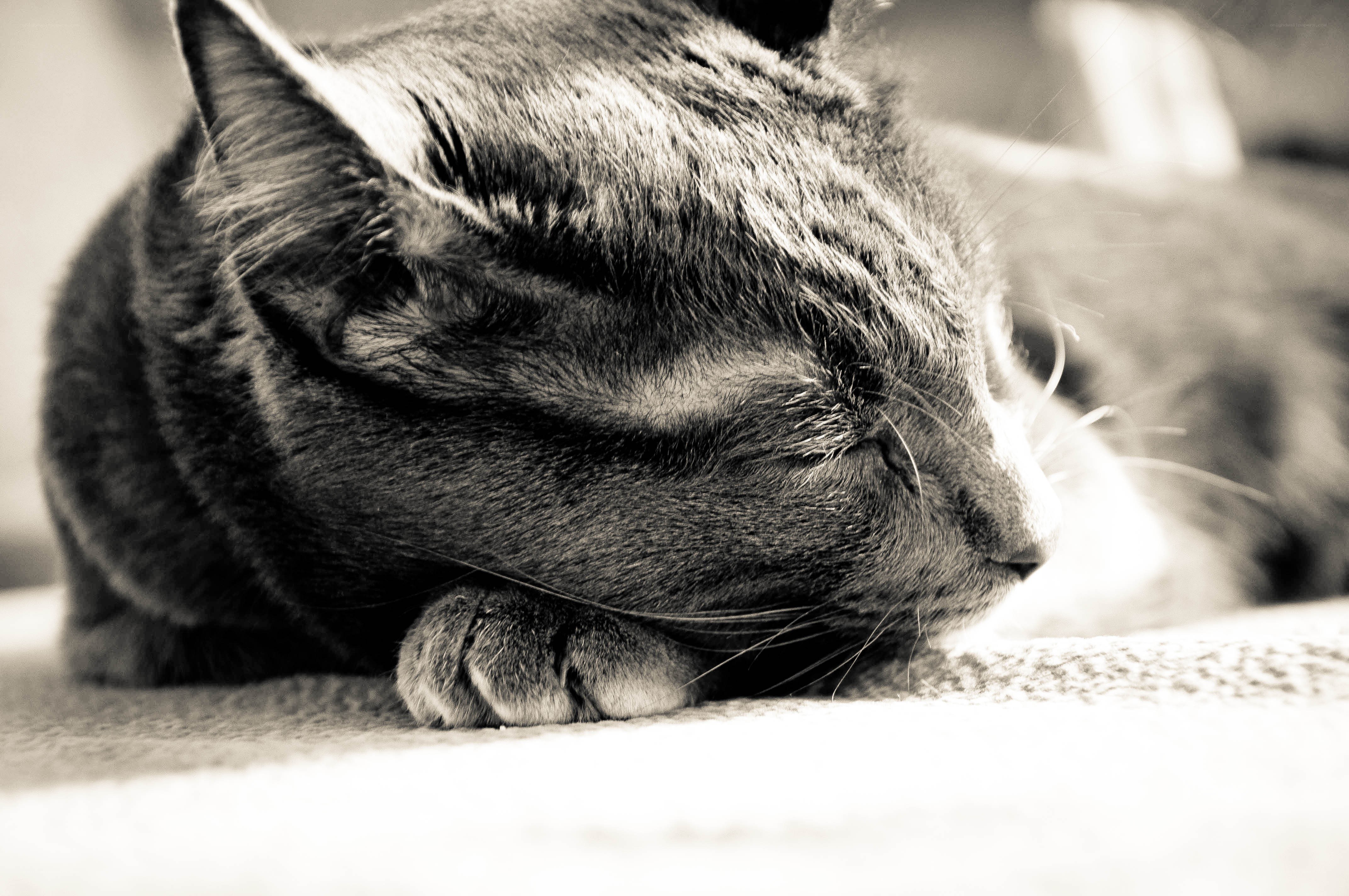 Sleeping cat in sepia