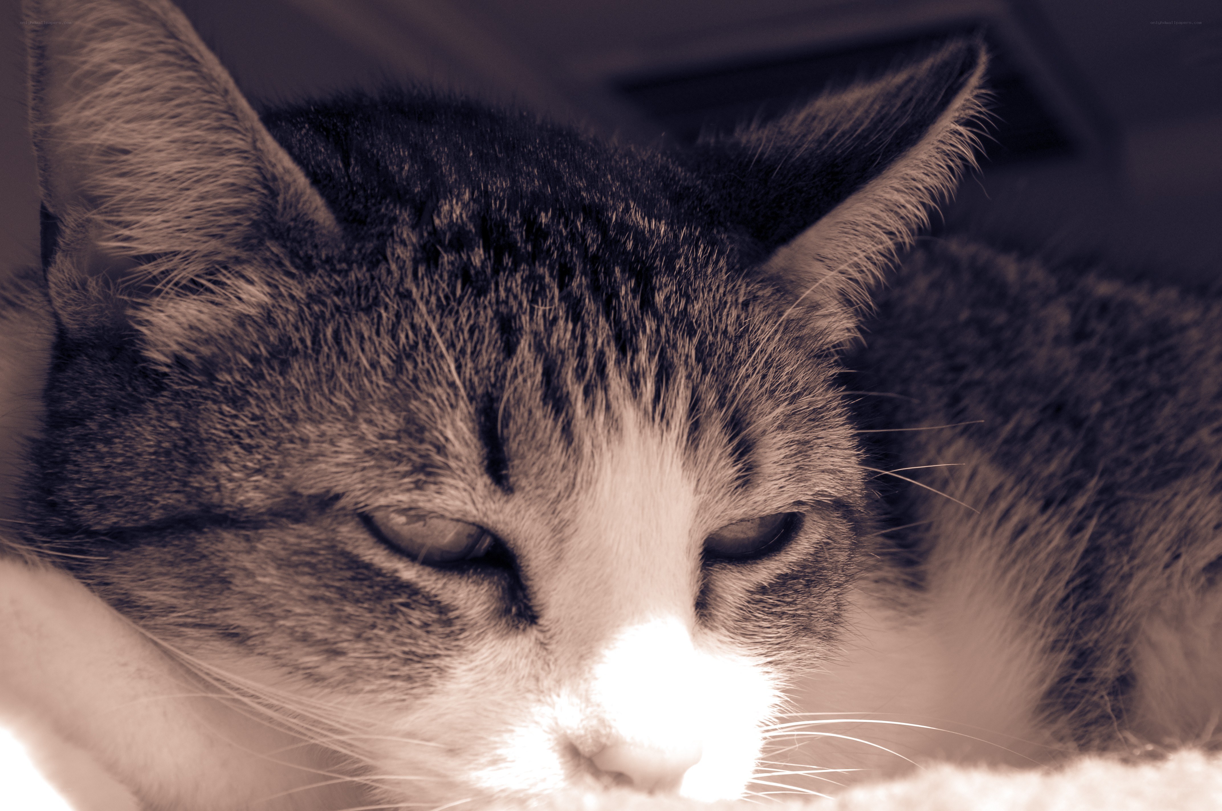 sleeping cat in sepia
