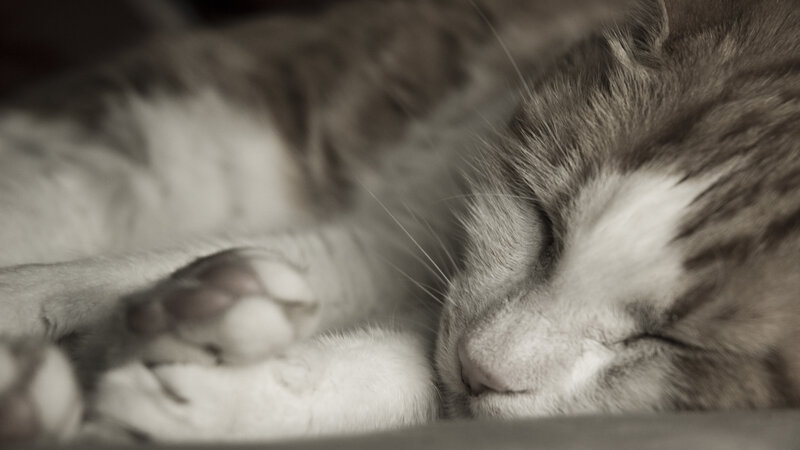 sleeping cat in sepia