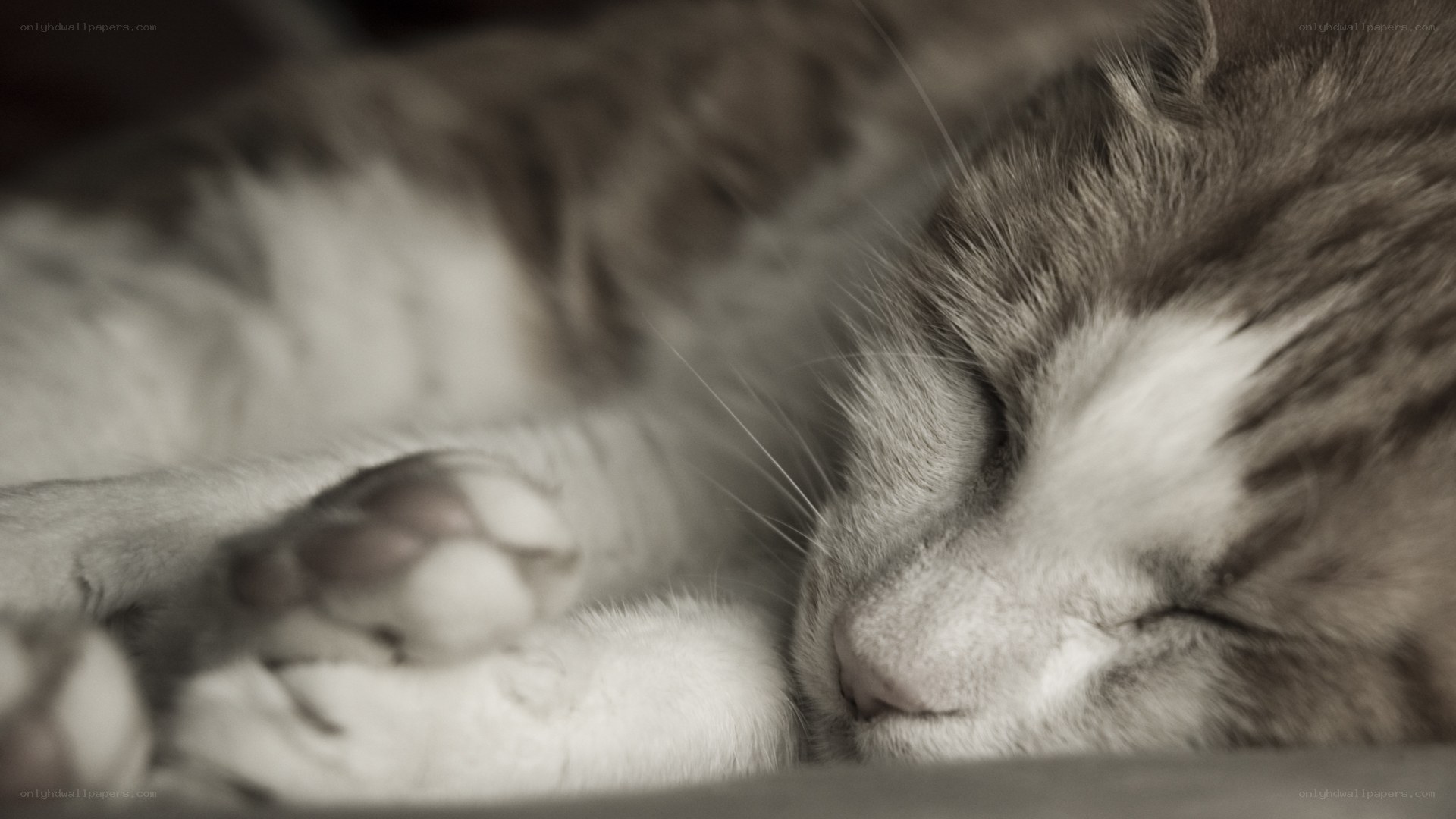 sleeping cat in sepia