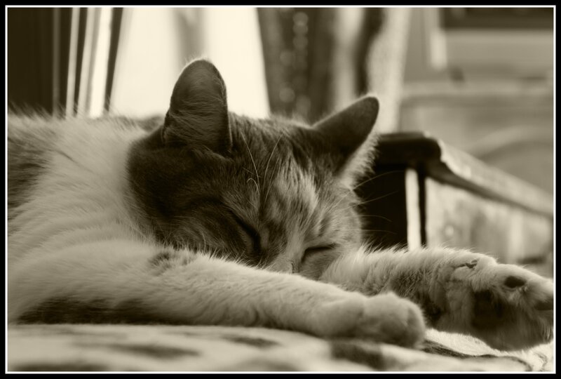Sleeping cat in sepia