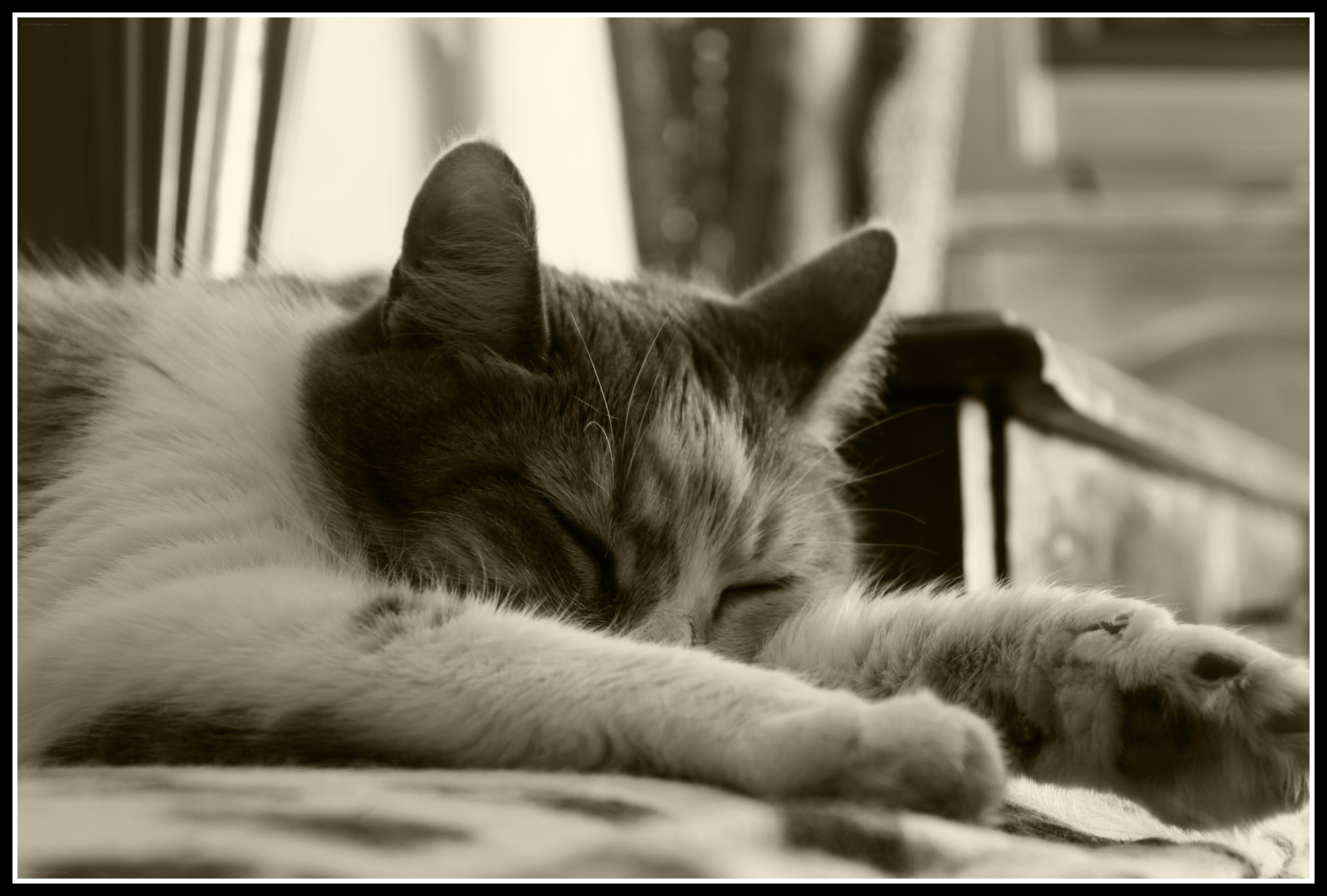 Sleeping cat in sepia