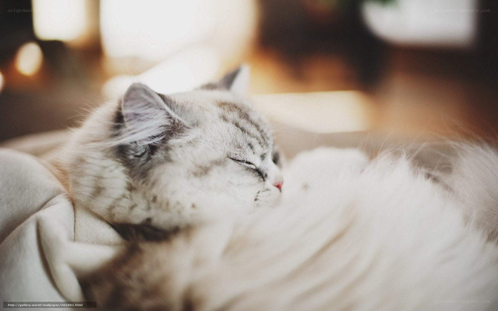Sleeping cat in soft light