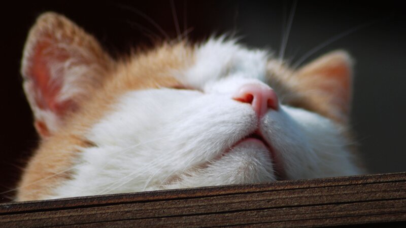sleeping cat in sunlight