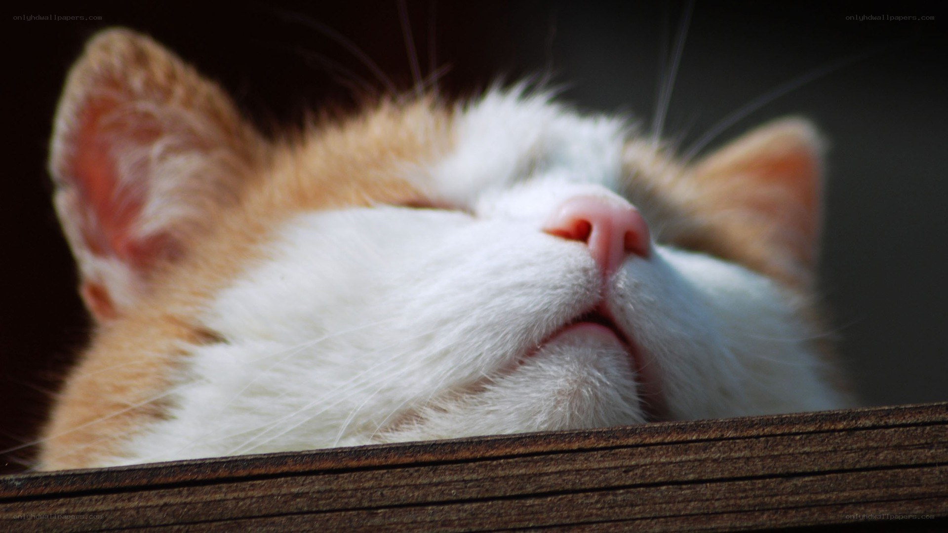 sleeping cat in sunlight