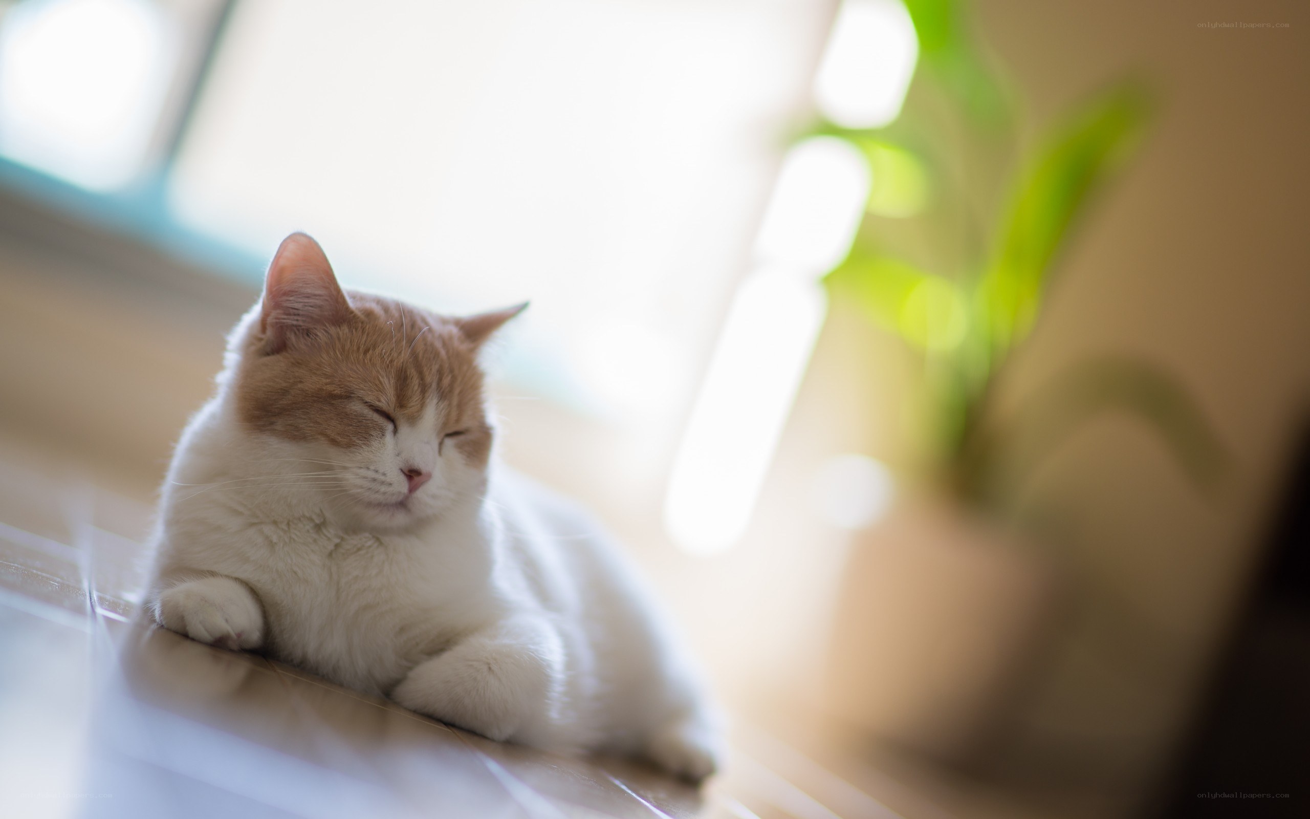 Sleeping cat in sunlight