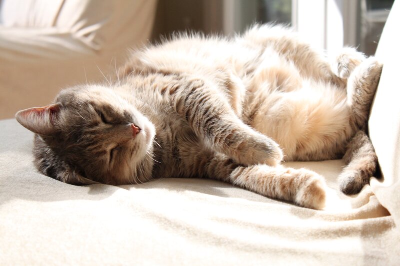 Sleeping cat in sunlight