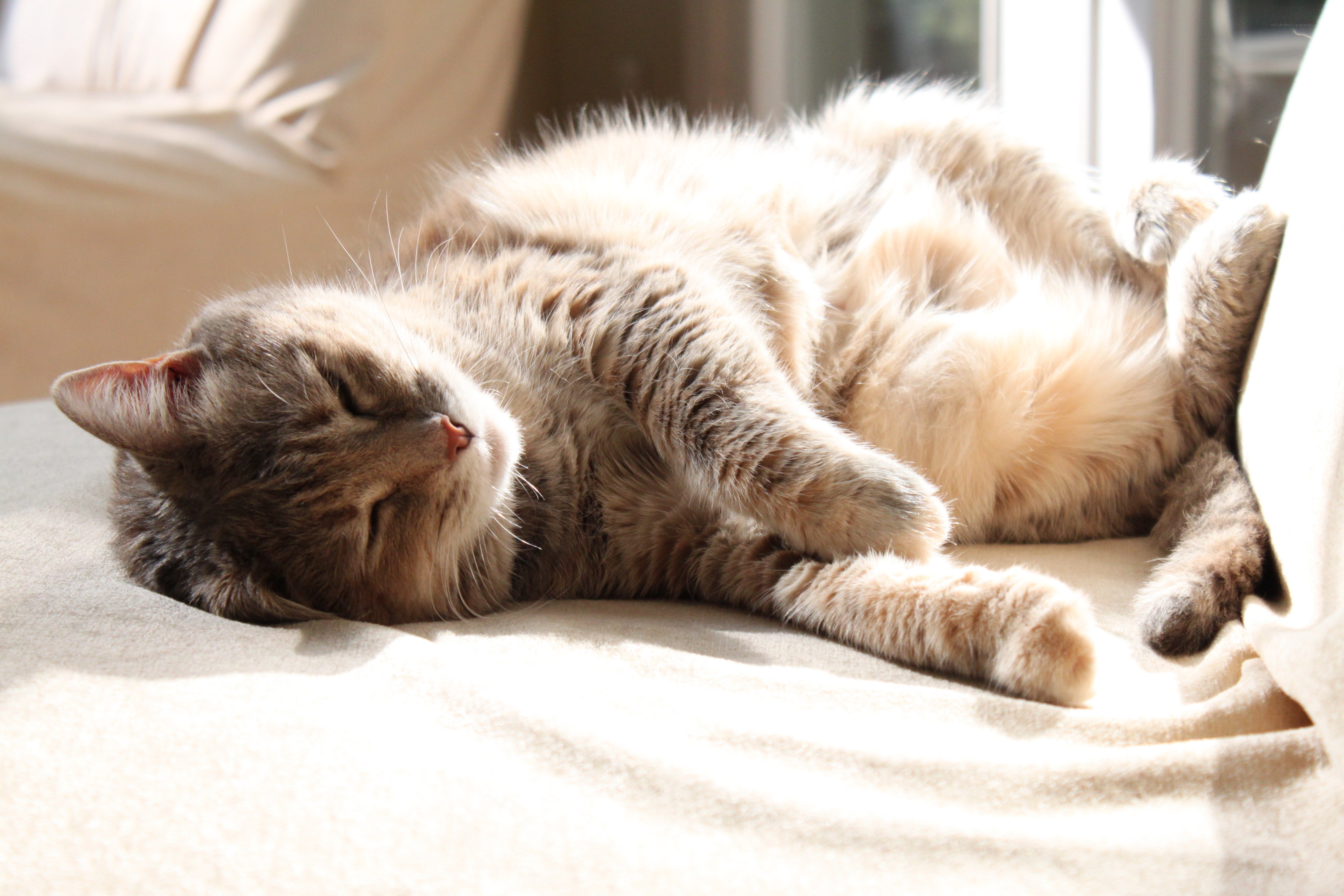Sleeping cat in sunlight