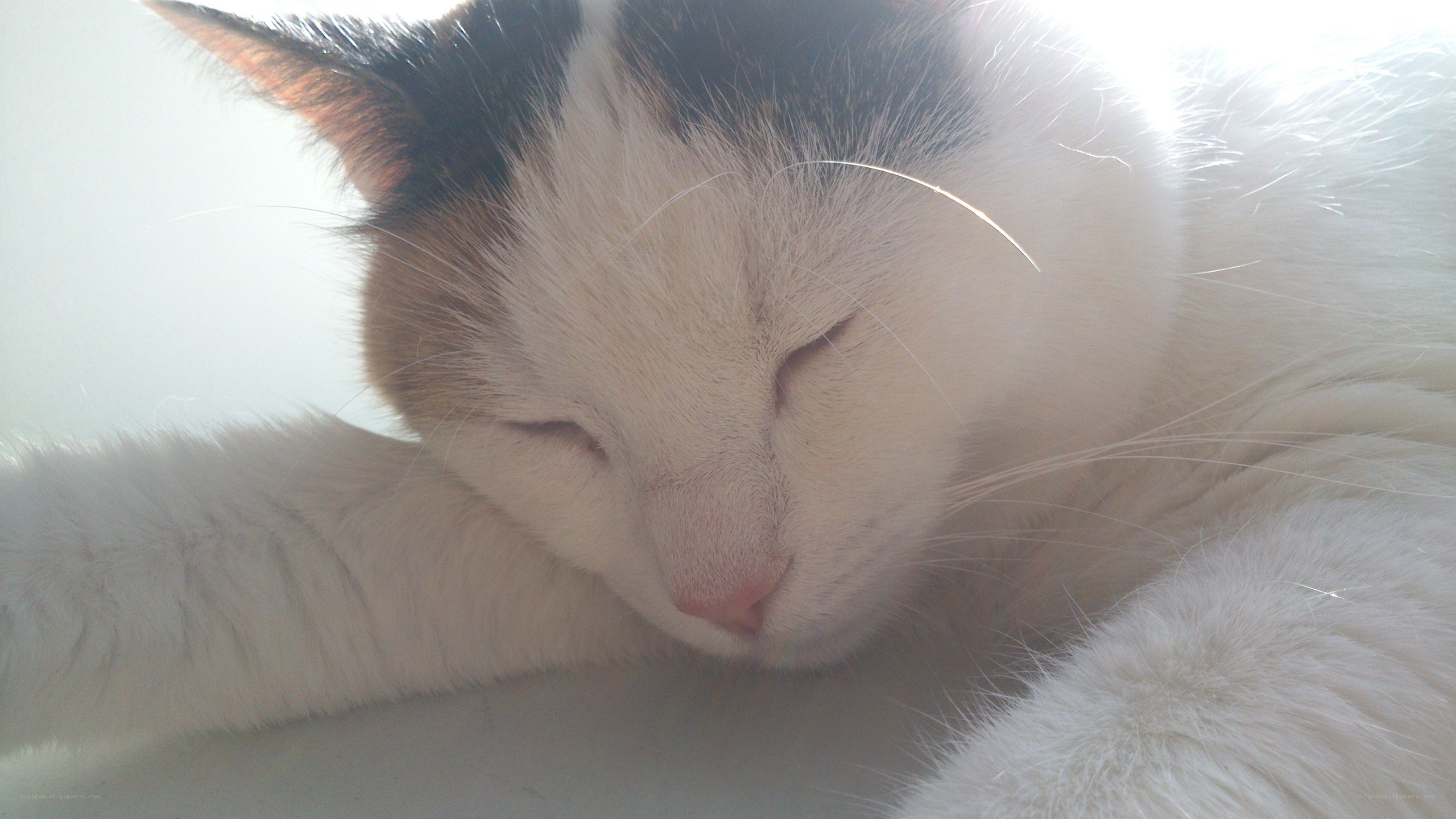 sleeping cat in sunlight
