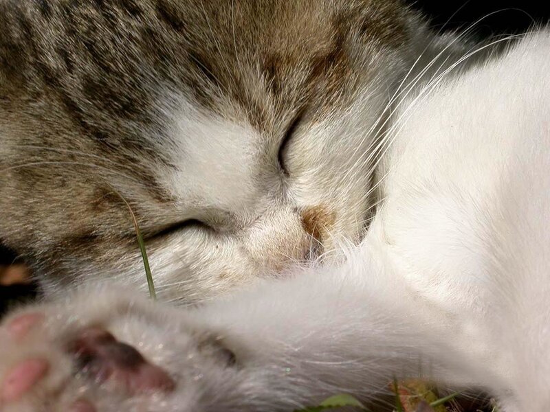 Sleeping cat in sunlight