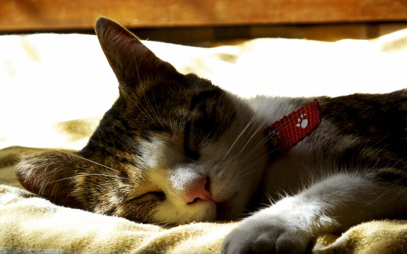 Sleeping cat in sunlight