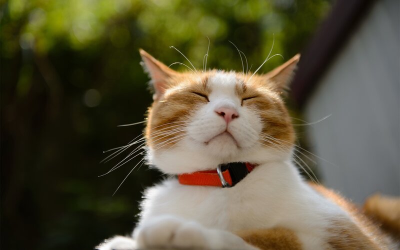Sleeping cat in sunlight