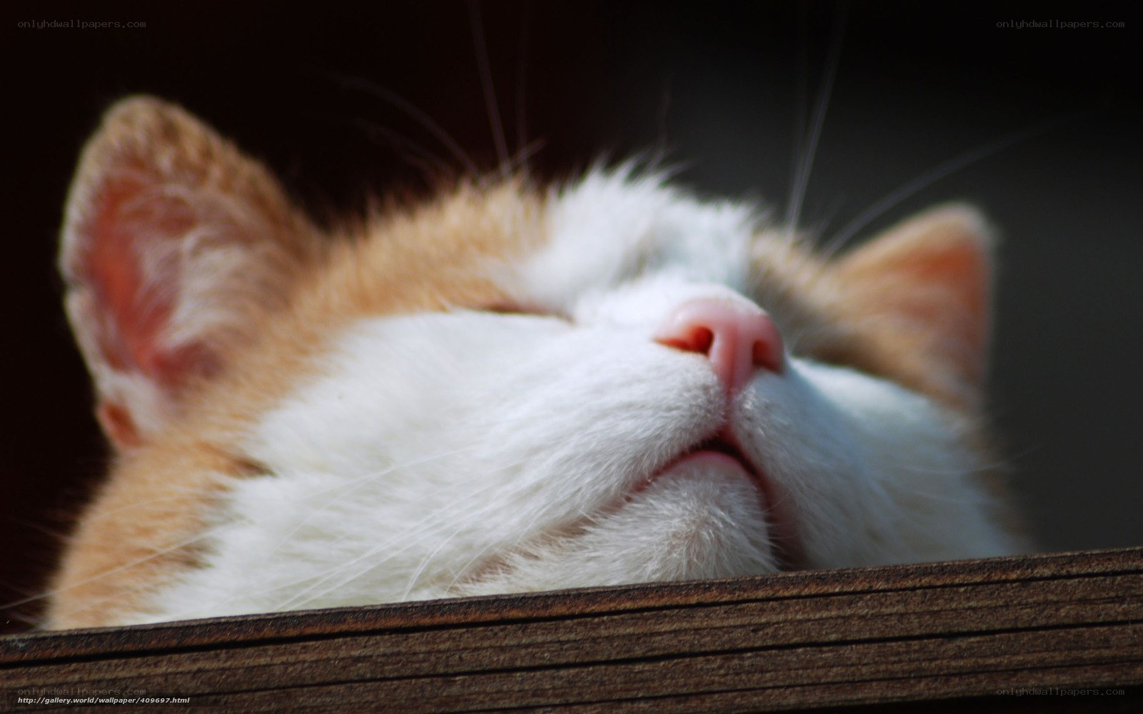 sleeping cat in sunlight