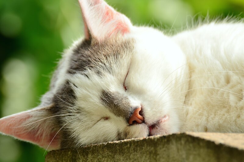 Sleeping cat in sunlight