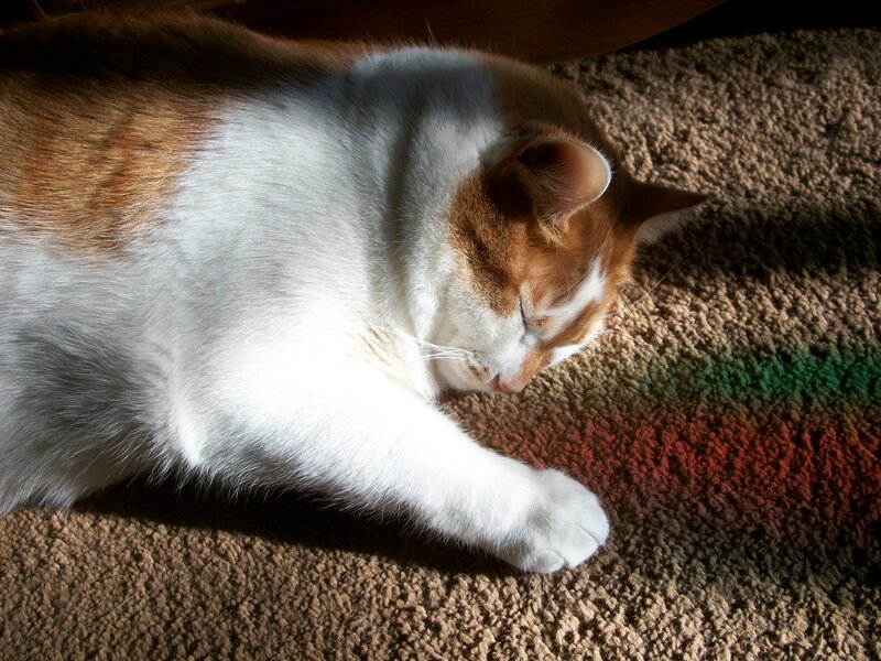 Sleeping cat in sunlight