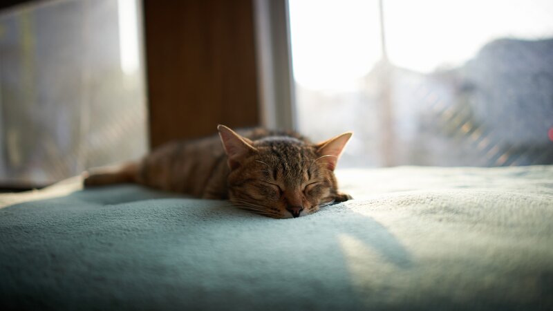 Sleeping cat in sunlight