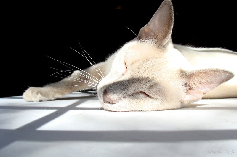 Sleeping Cat in Sunlight — White