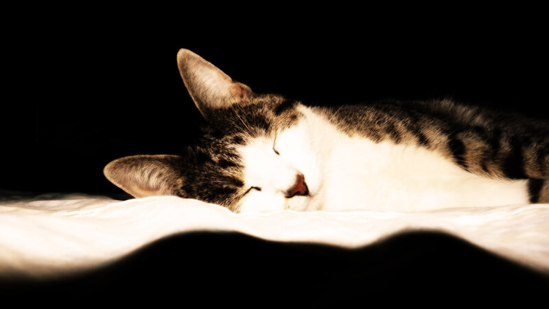 Sleeping cat in warm light