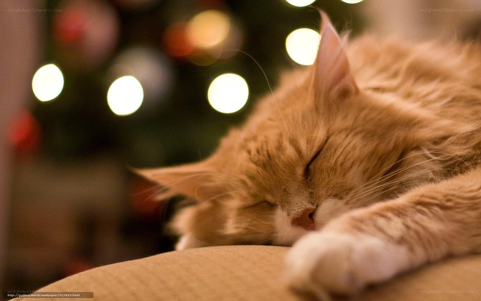 Sleeping cat near Christmas lights