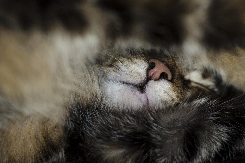 Sleeping Cat Nose