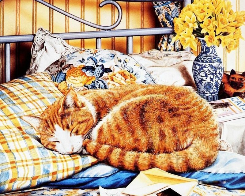 Sleeping cat on a bed
