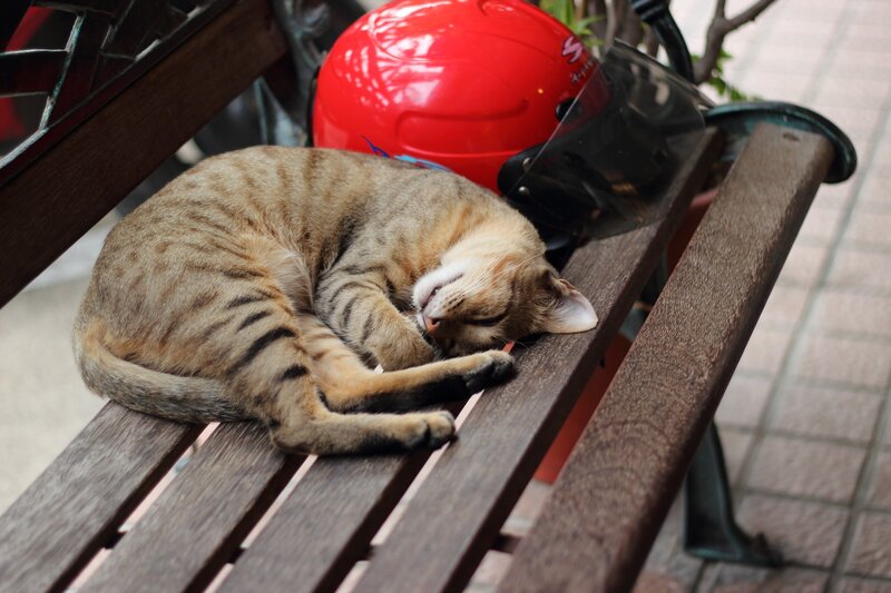 Sleeping cat on a bench
