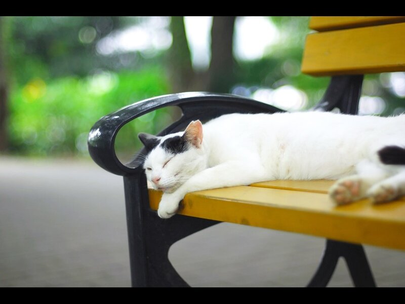 Sleeping cat on a bench