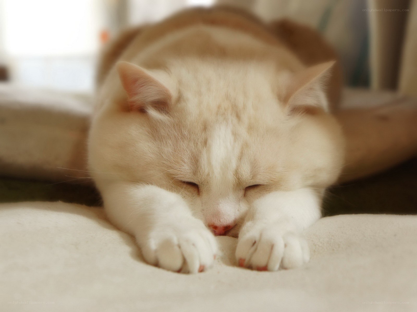 sleeping cat on a blanket