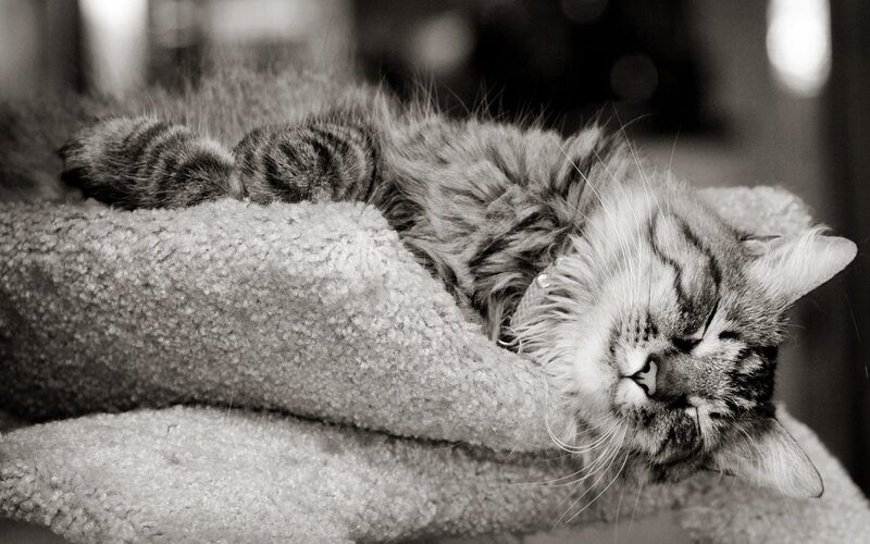 Sleeping cat on a blanket