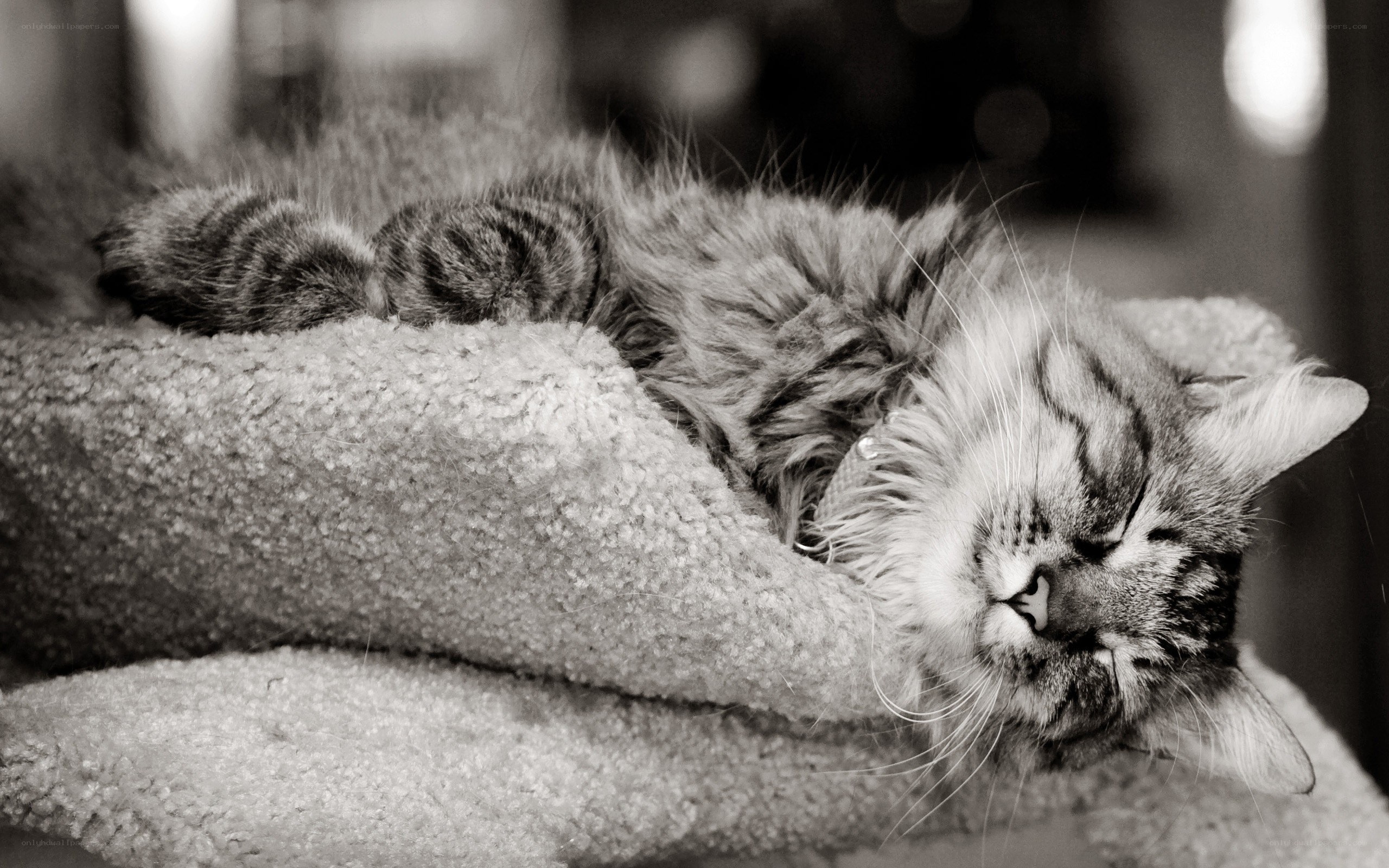 Sleeping cat on a blanket
