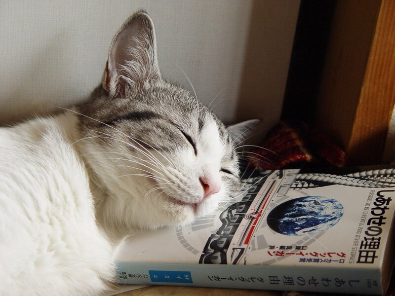 Sleeping cat on a book