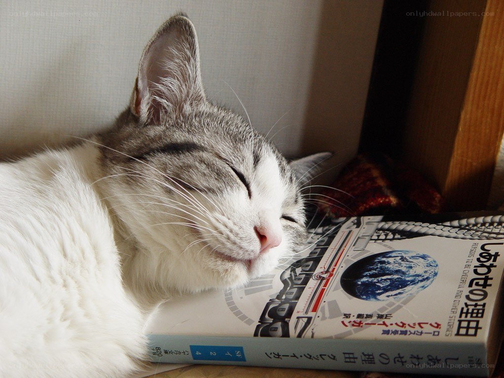 Sleeping cat on a book