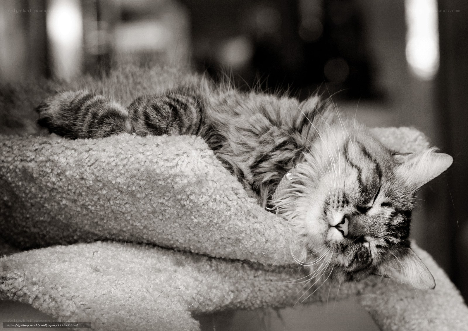 Sleeping cat on a cat tree