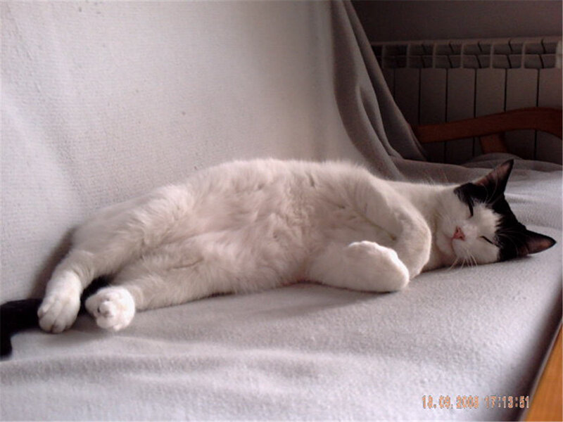 Sleeping cat on a couch